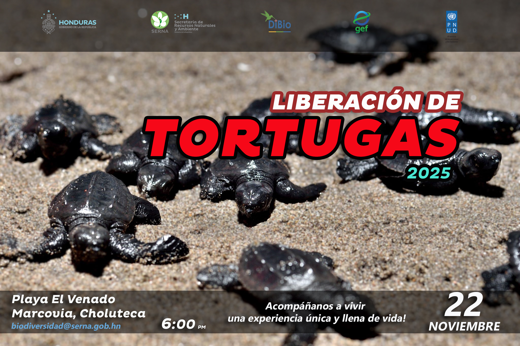 Liberación Tortuga 2025
